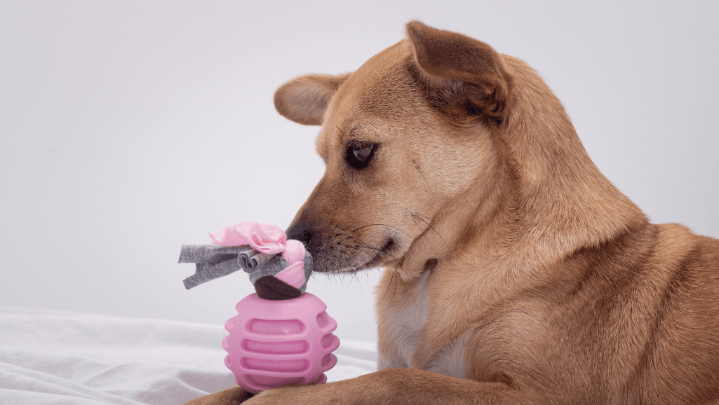 Interactive Canine Games