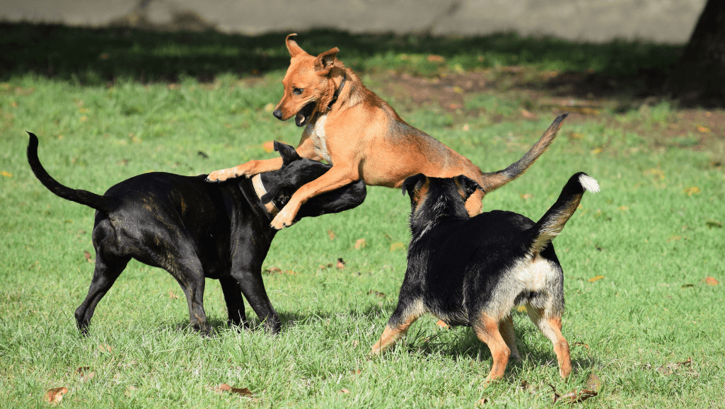 Interactive Games at Indoor Dog Recreation Center