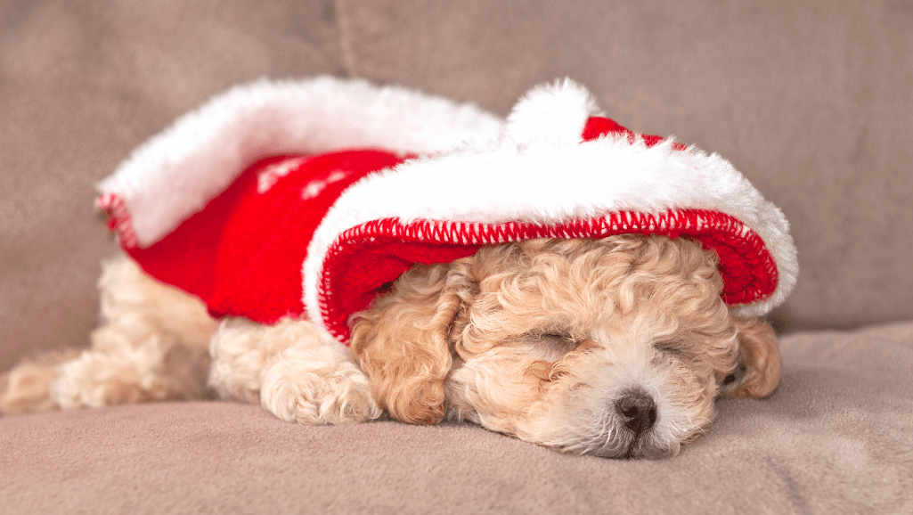 Key Nutrients for Puppies