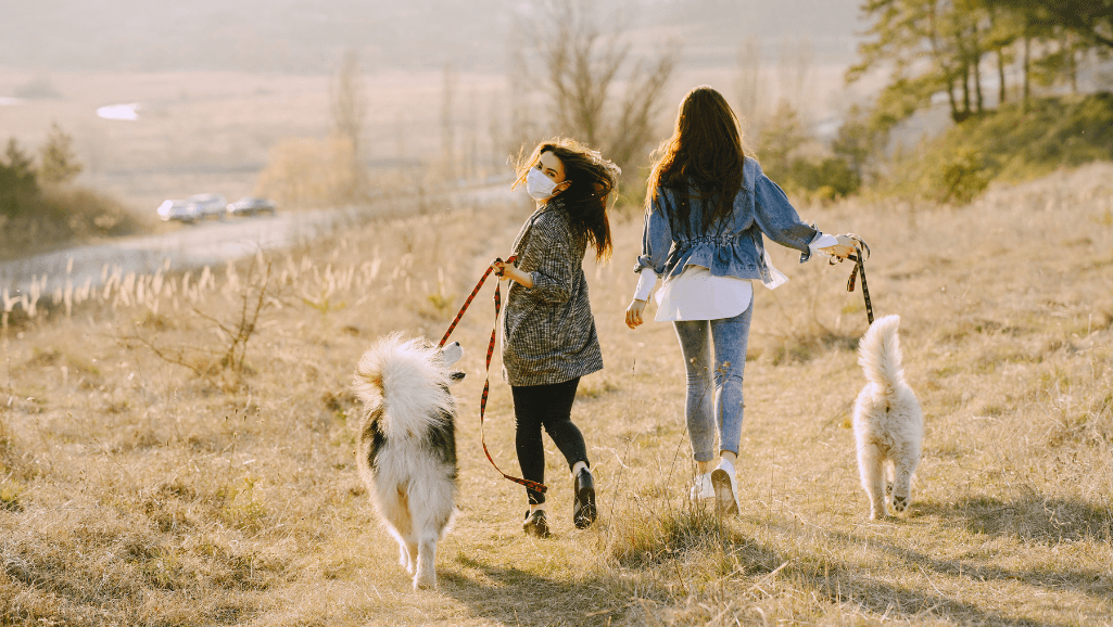 Preventing Dog Walking Hazards
