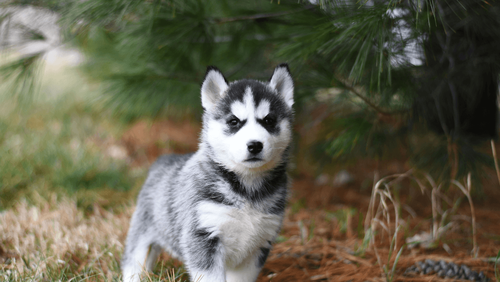 Puppy health and exercise