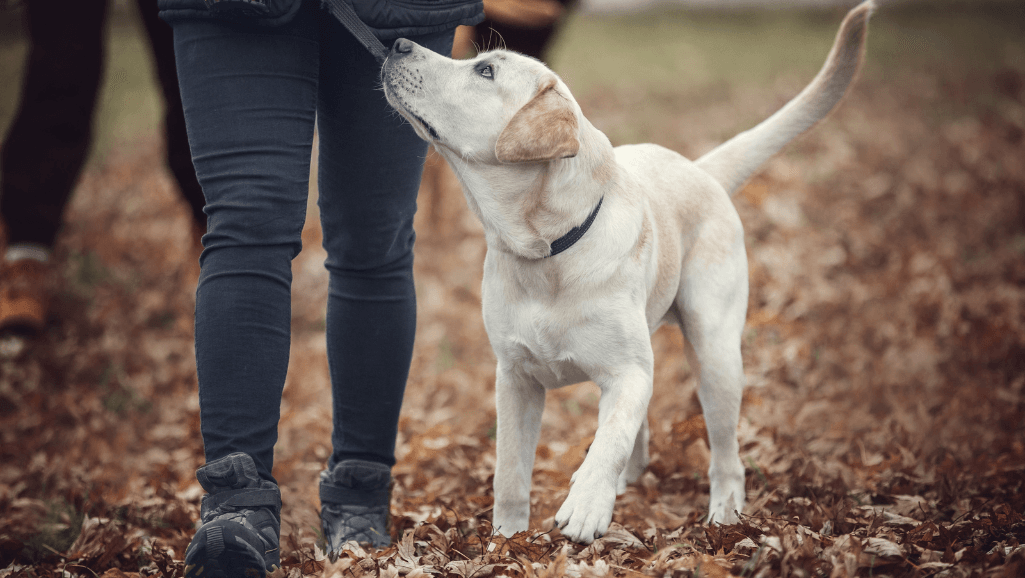 Socialization During Dog Walks