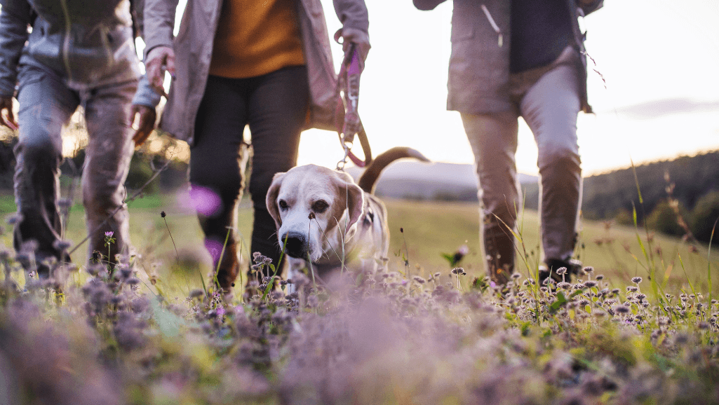 adverse effects of skipping dog walks
