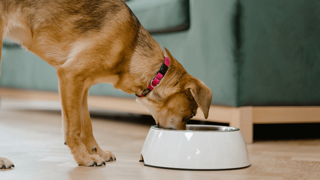 arthritis diet for dogs