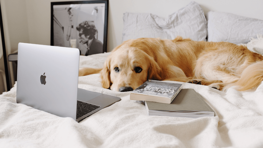 arthritis impact on dog lifespan