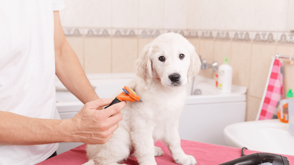 at-home dog grooming