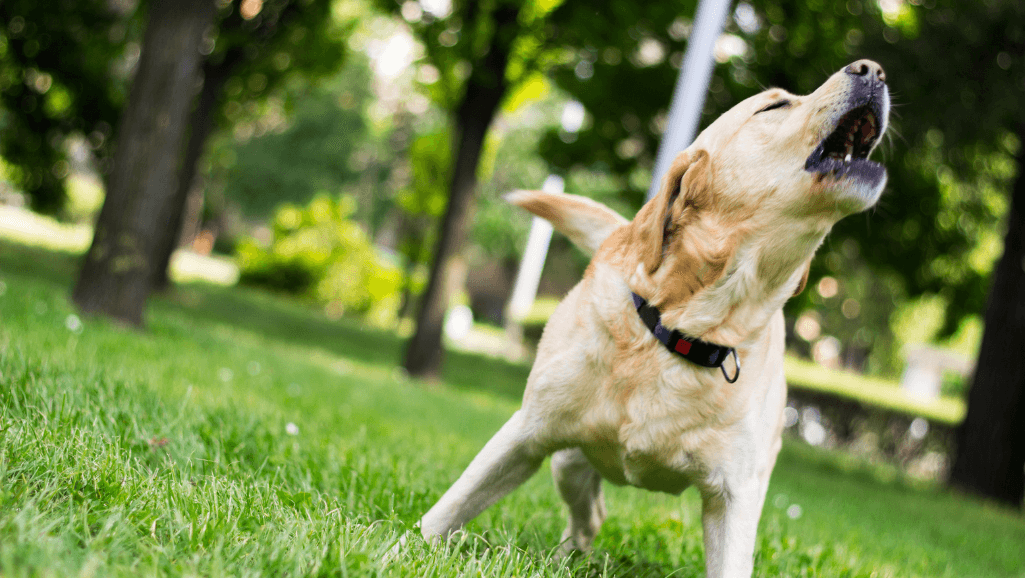 attention-seeking dog barking