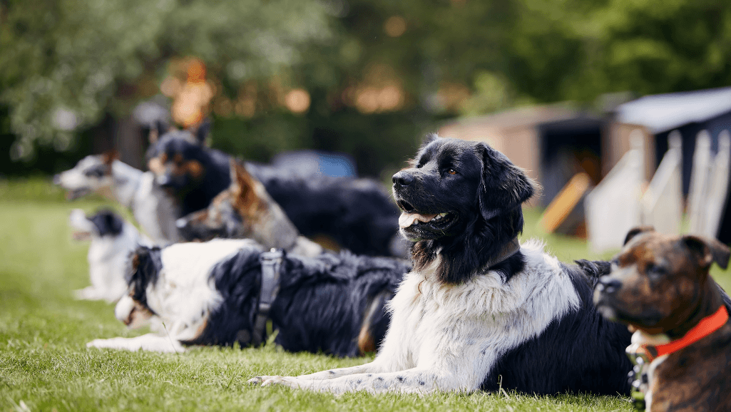 behavioral training for dogs