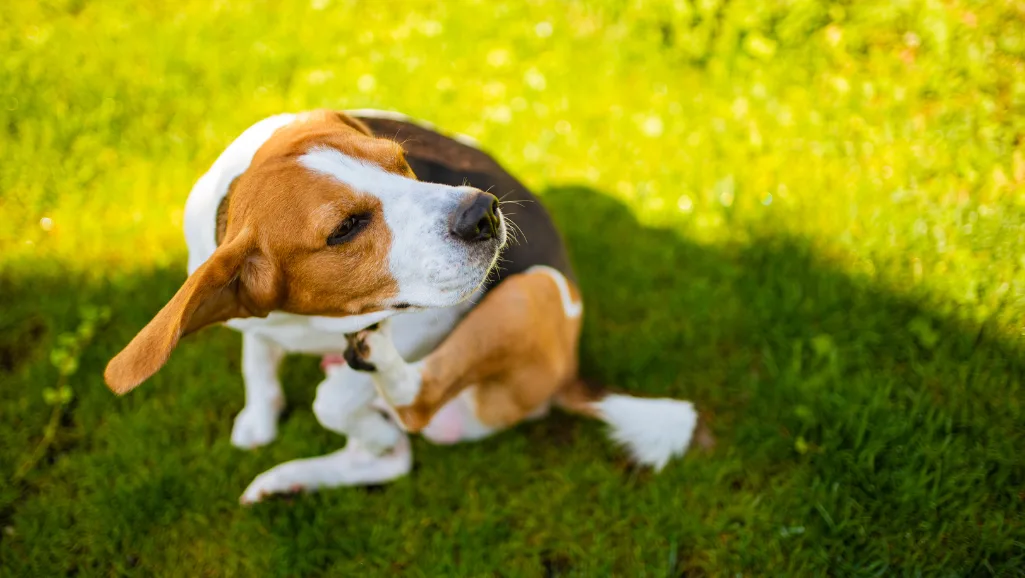 best supplement for dog skin allergies