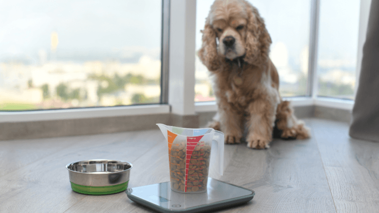 Best Weight Management Dry Food for Dogs Guide 2025 50 best weight management dry food for dogs