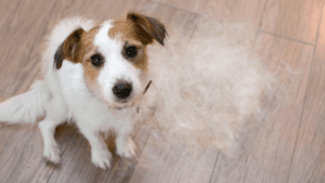 big dogs no shedding