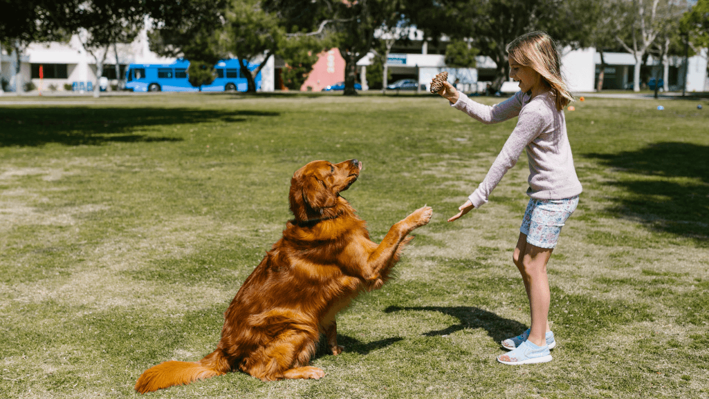 bonding with your dog