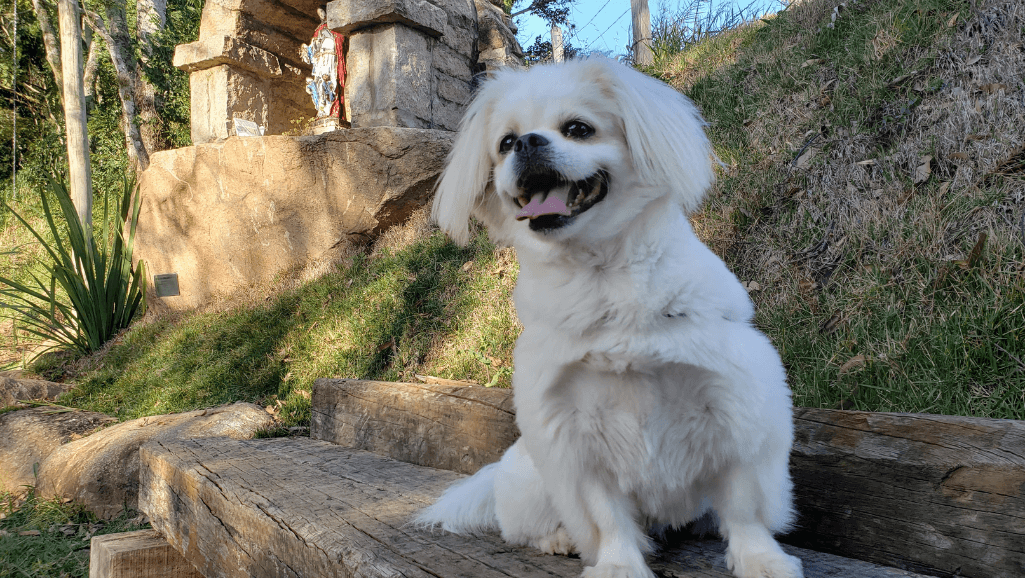 bromethalin toxicosis canines