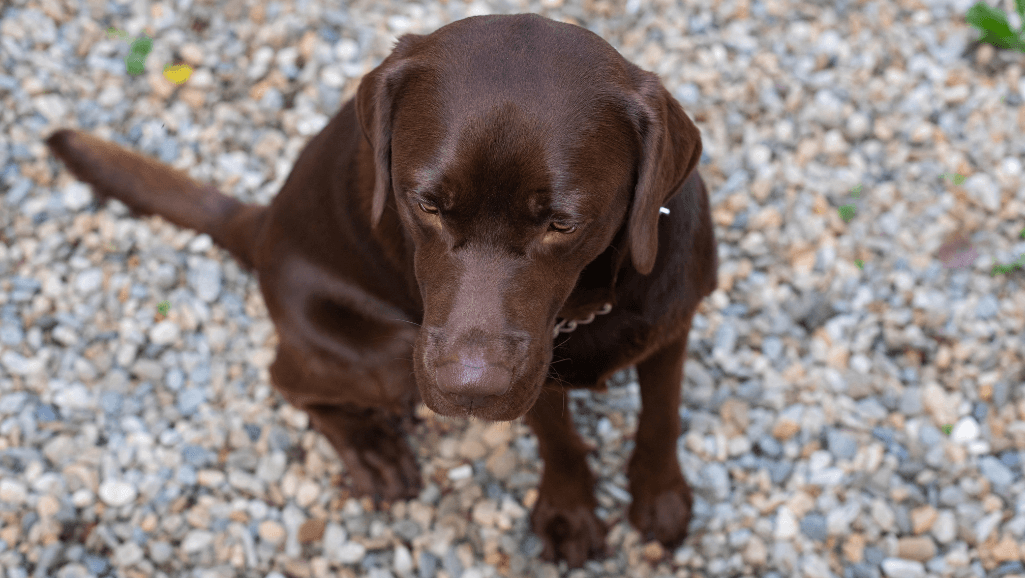 calming an anxious dog