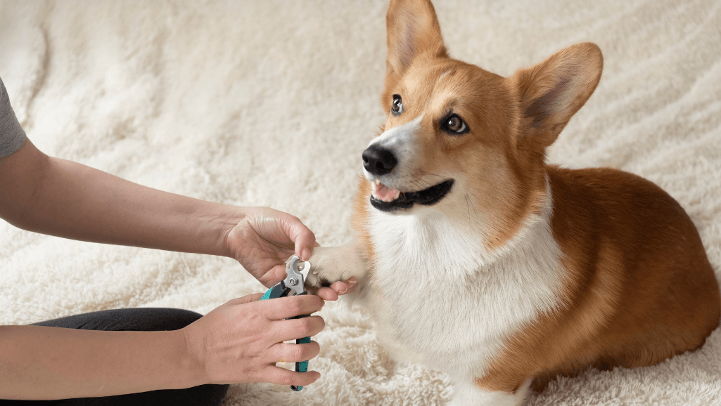 calming dogs before nail trimming