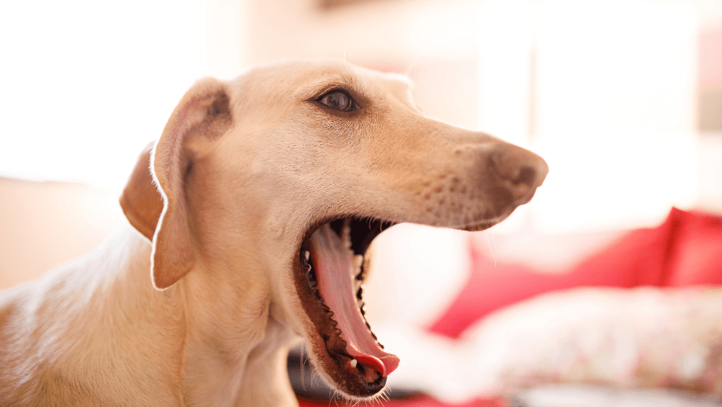 canine instructor openings