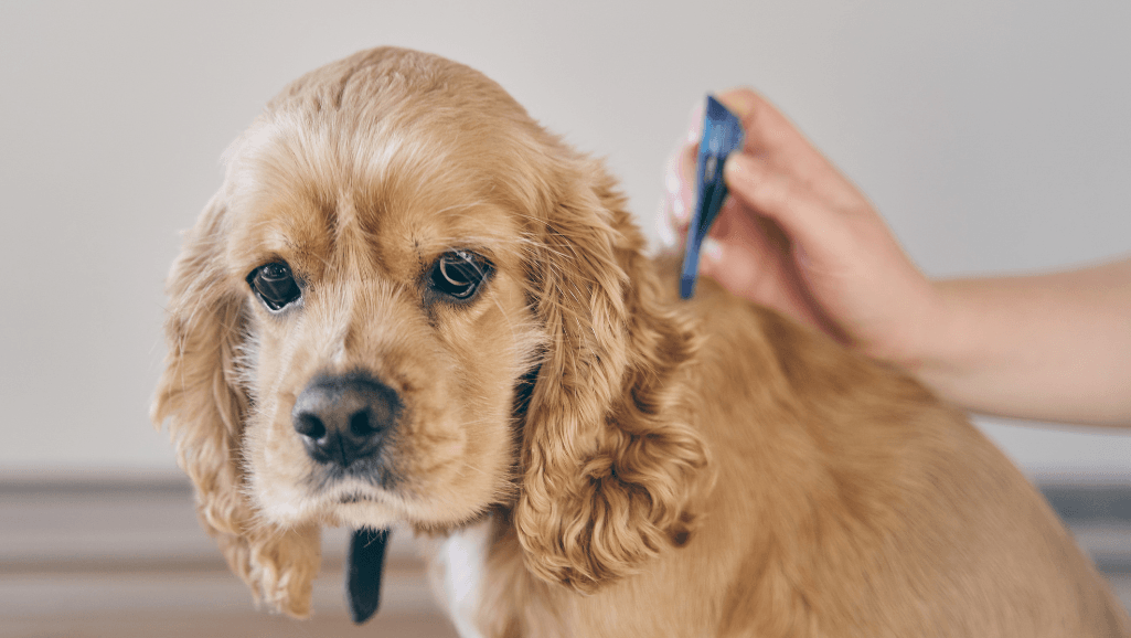 canine parasite remedies