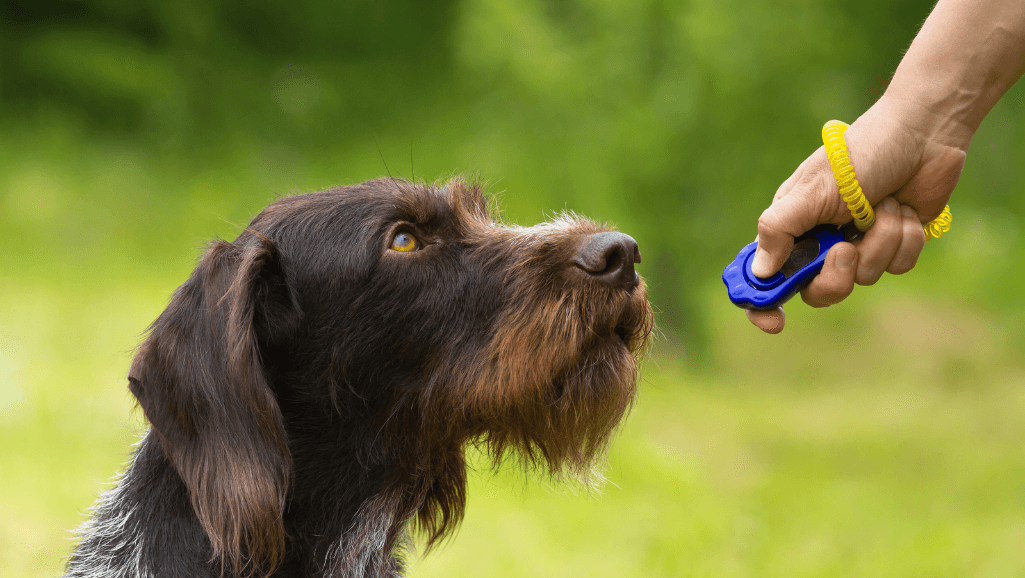 clicker training for dogs