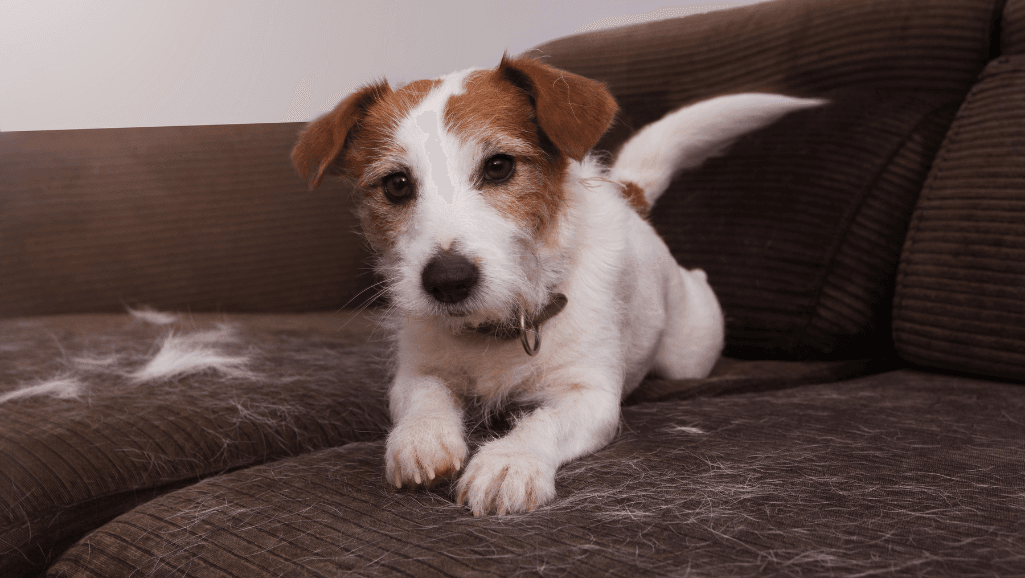 coat types of low-shedding dogs