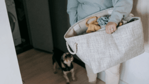 daily routine your dog