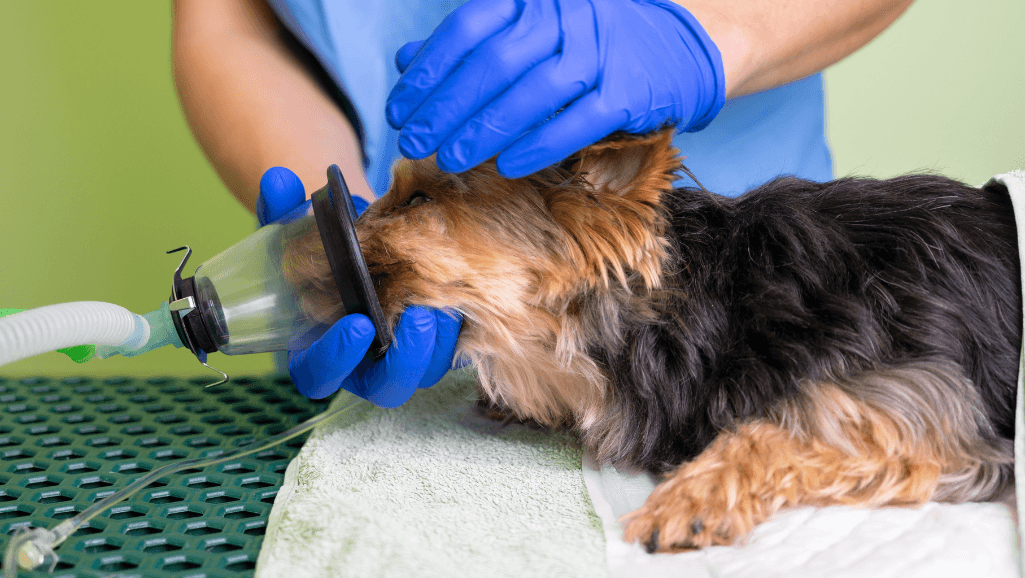 deworming medications for dogs