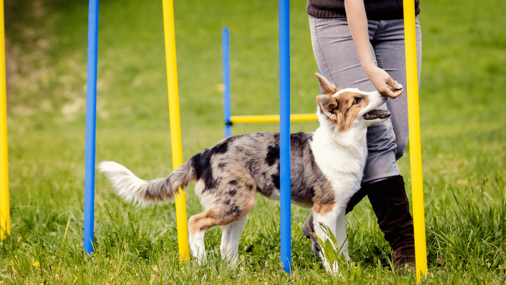 dog agility training course