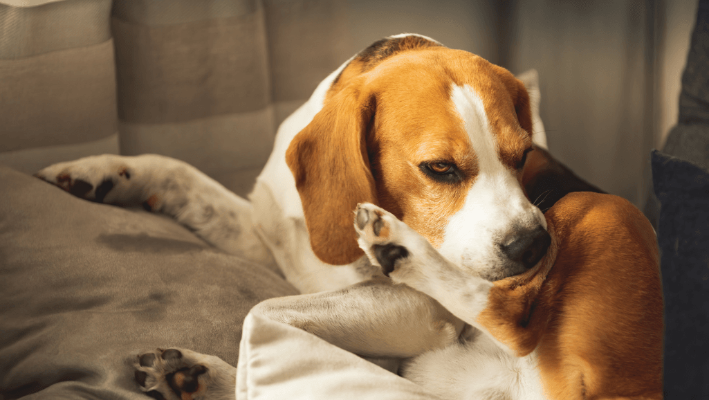dog allergies