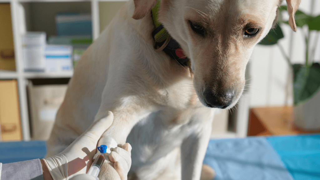 dog allergy test interpretation