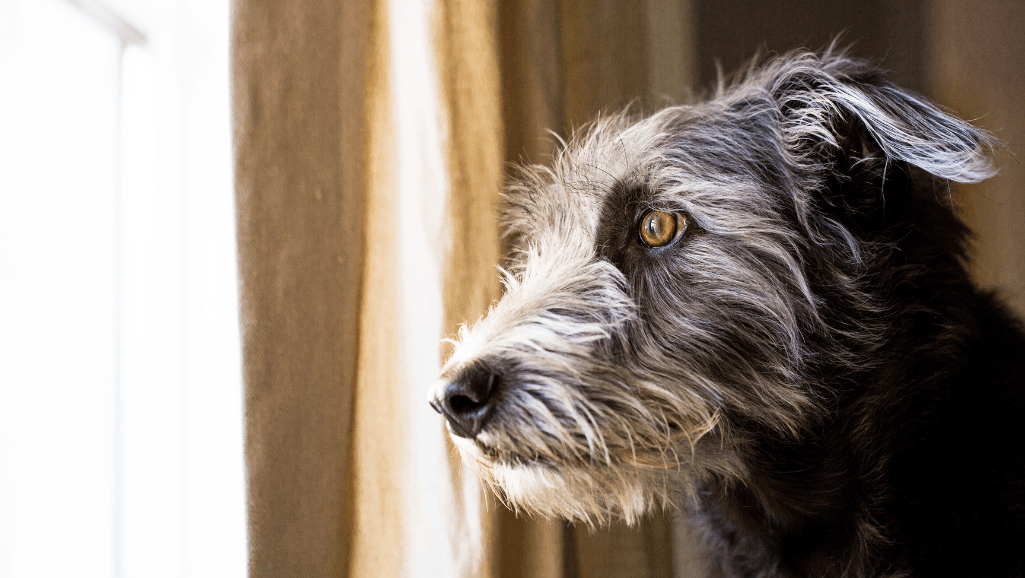 dog anxiety