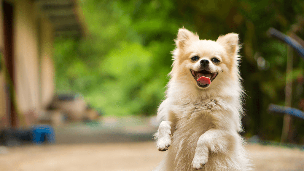 dog aspirin forms