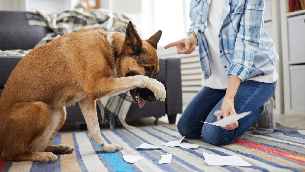 dog behavior modification
