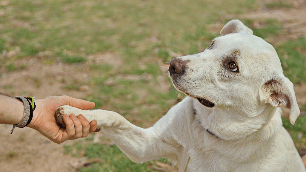 dog chewing paws due to boredom
