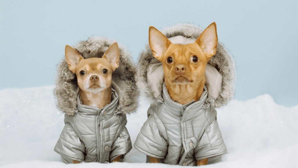 dog coat types