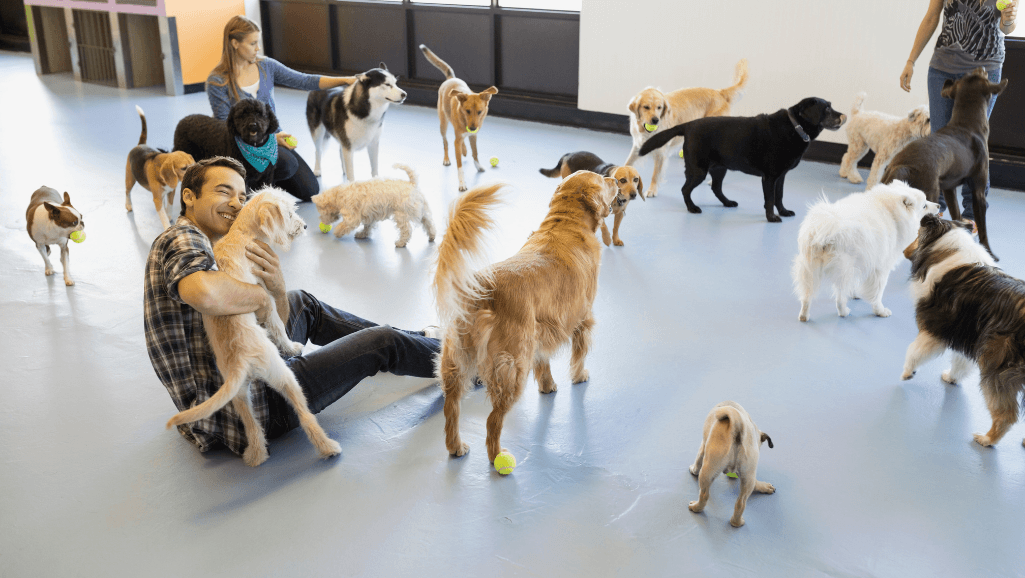 dog daycare facility exercise benefits