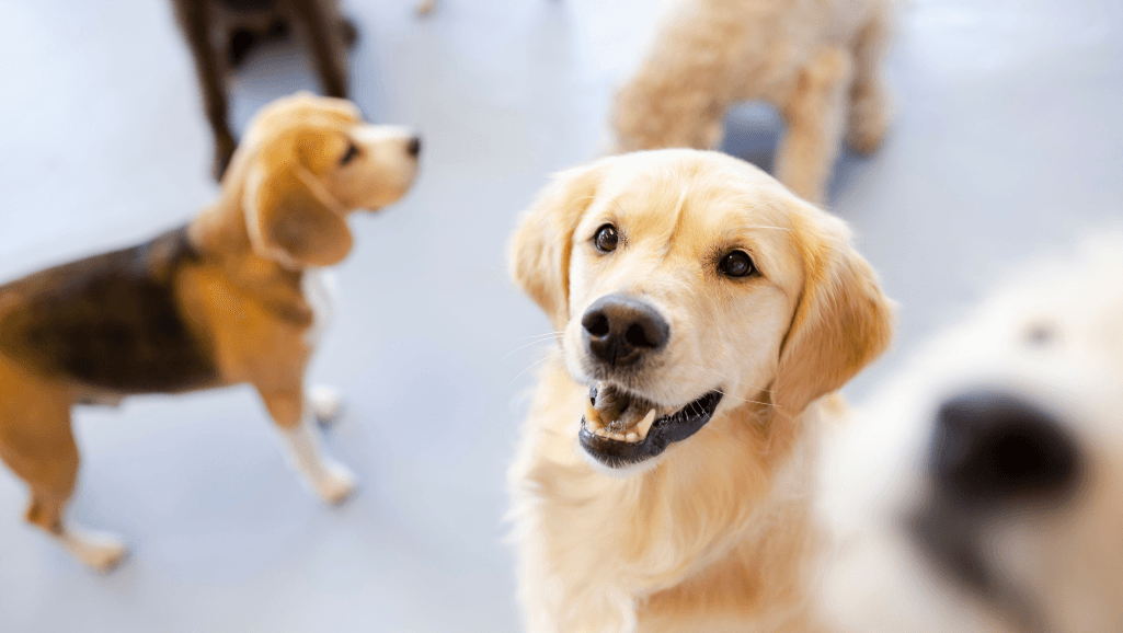 dog daycare trainer openings
