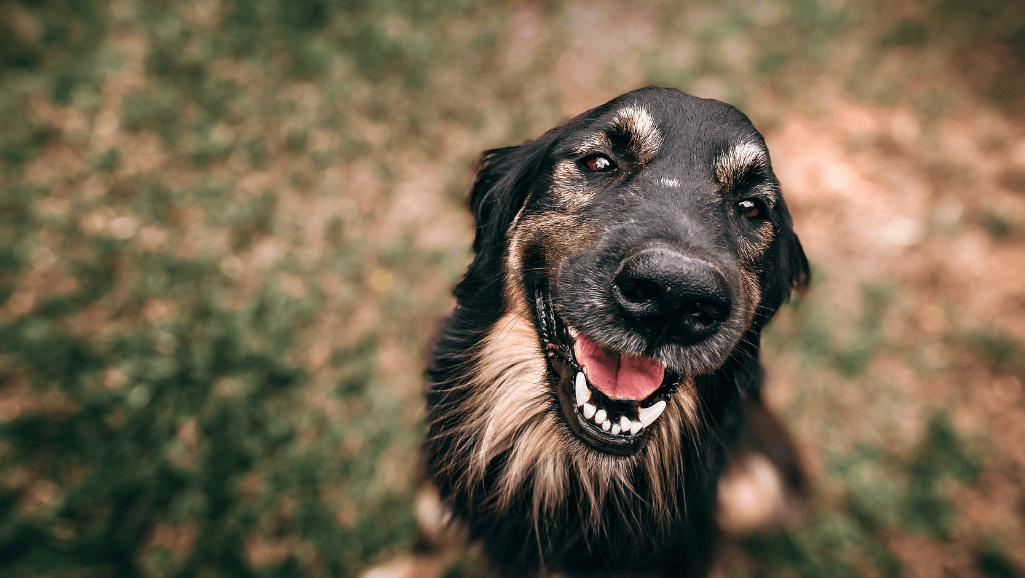 dog dehydration