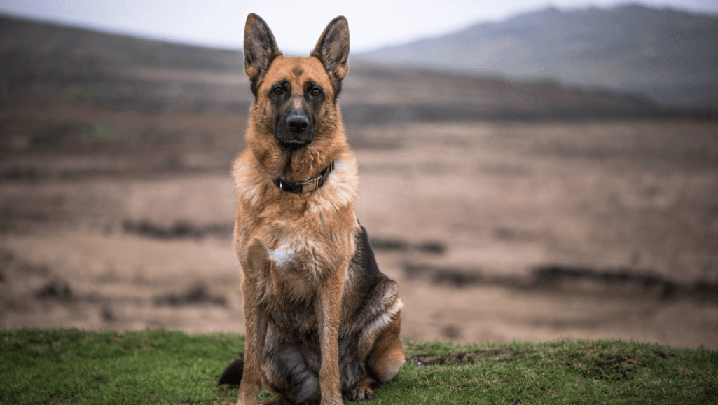 dog deshedding tools for German Shepherds