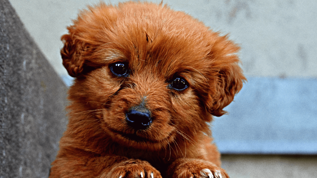 dog deworming methods