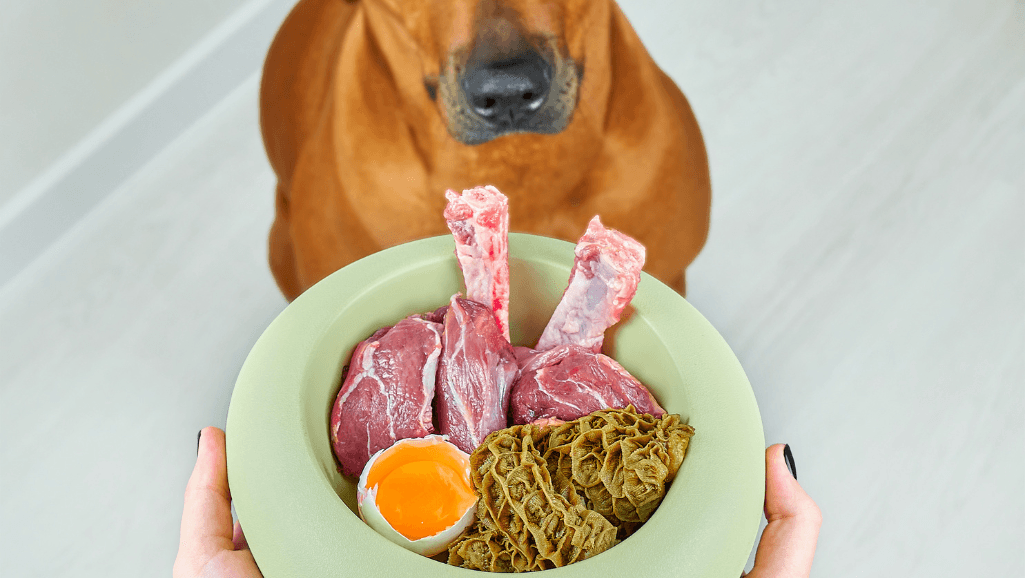 dog food for dogs with allergies