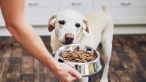 dog food for dogs with allergies