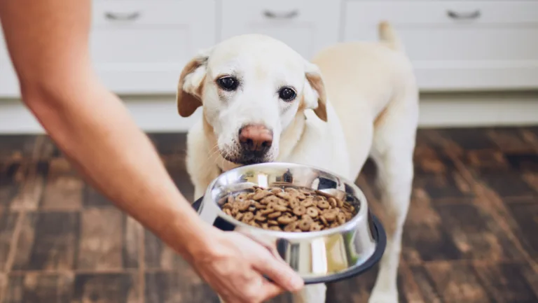 dog food for dogs with allergies