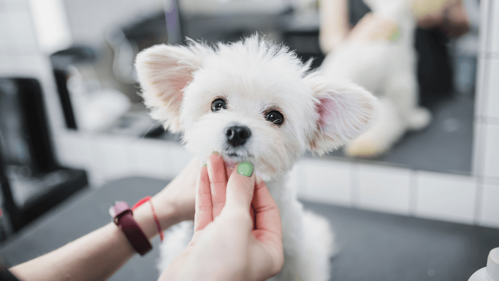 dog grooming for allergy management