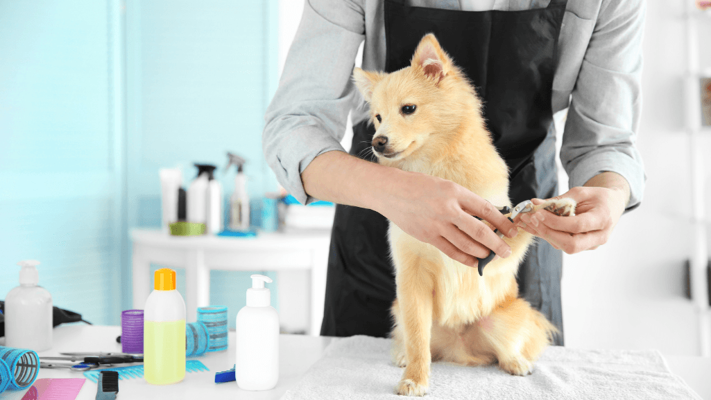 dog grooming school