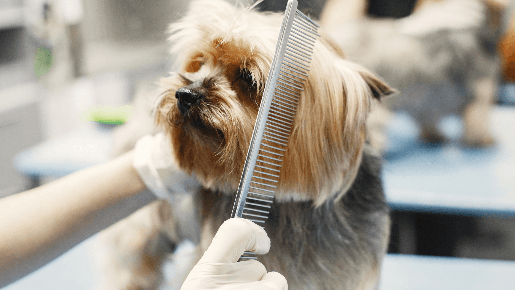 dog grooming tools