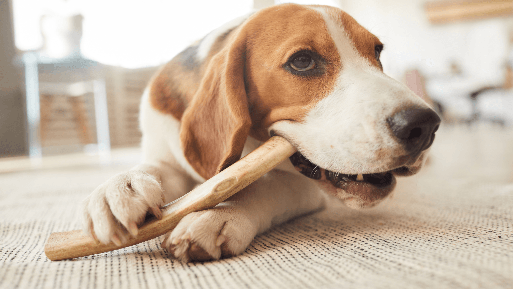dog joint supplement chews