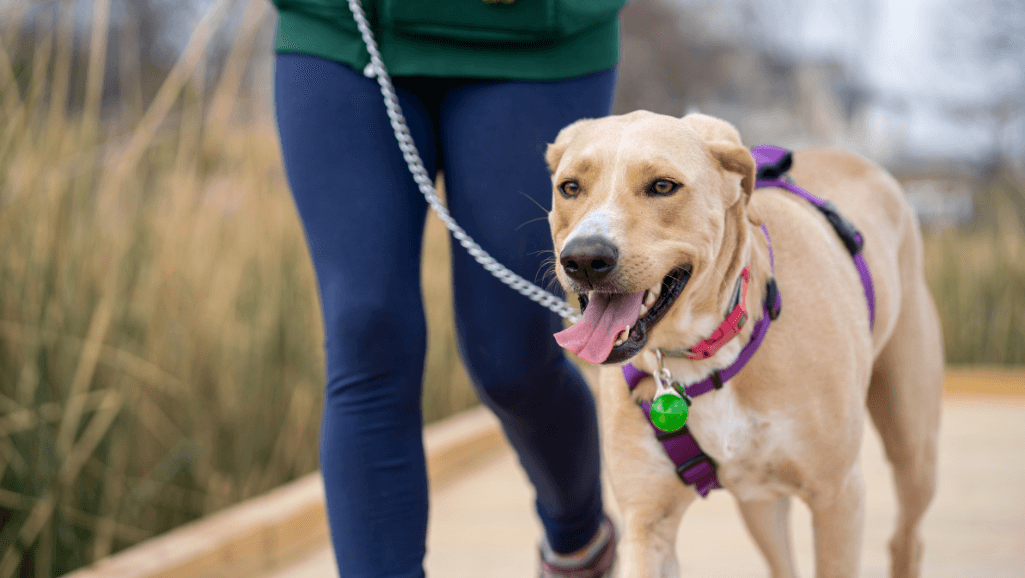 dog leash training