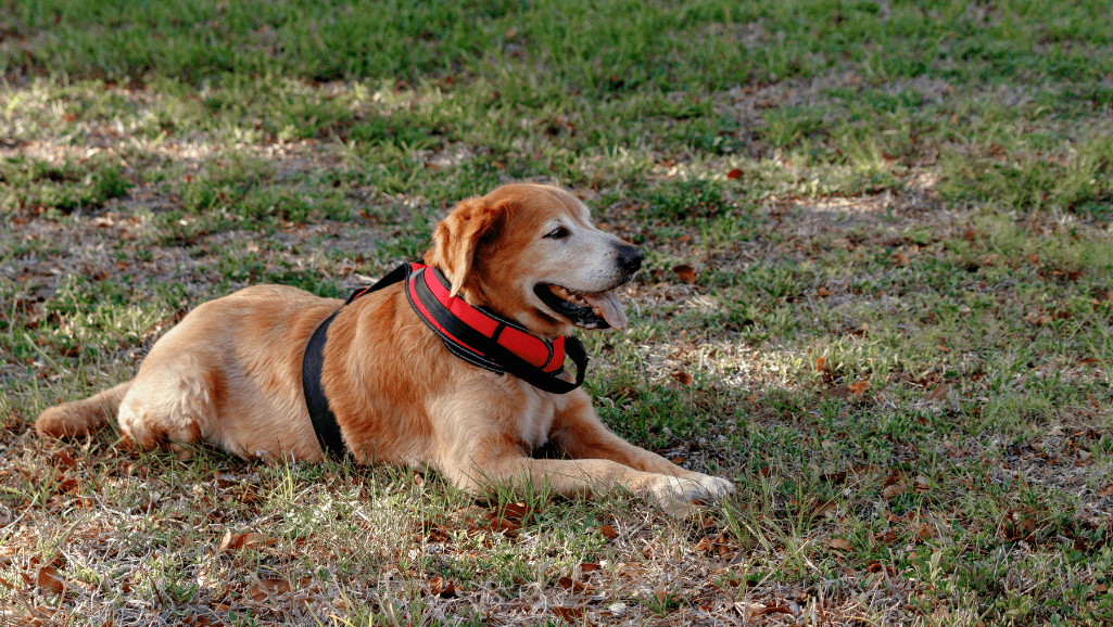 dog mobility support