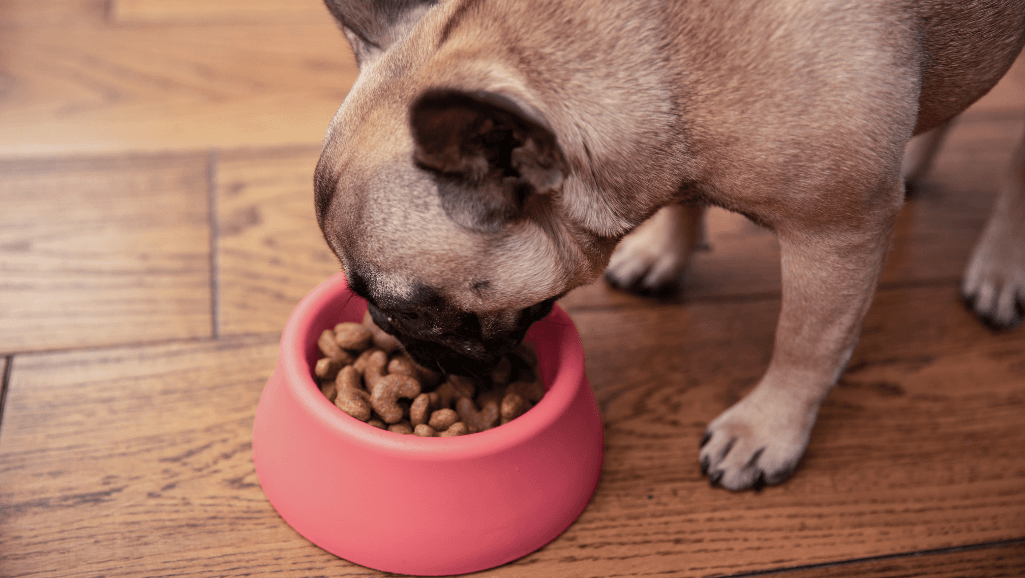 dog nutrition for healthy skin