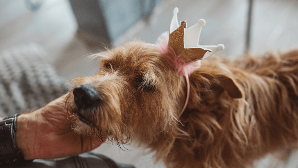 dog nutritional needs