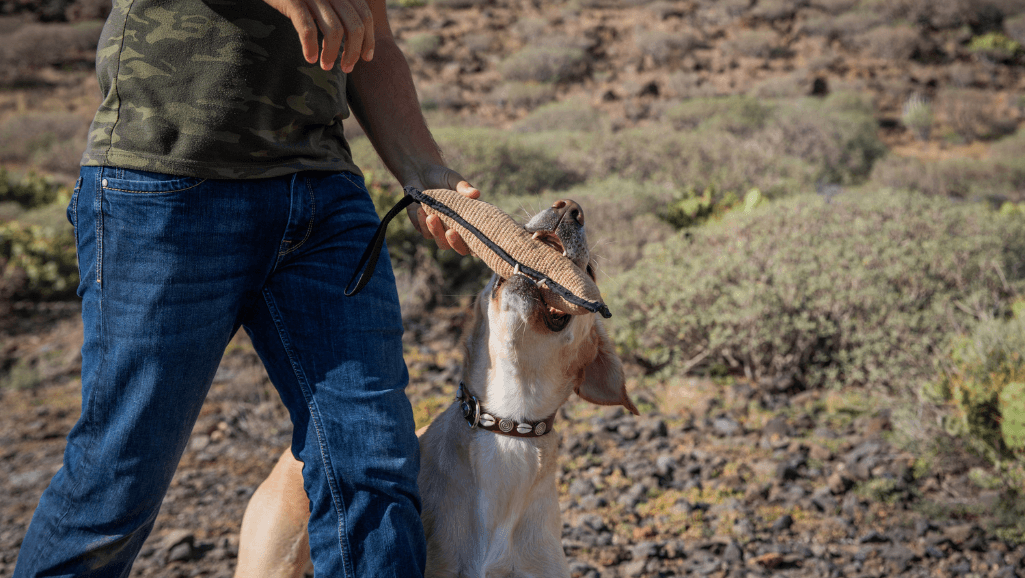 dog obedience training